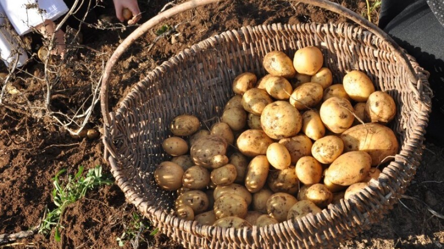 Lički krumpir zaštićen na EU razini!