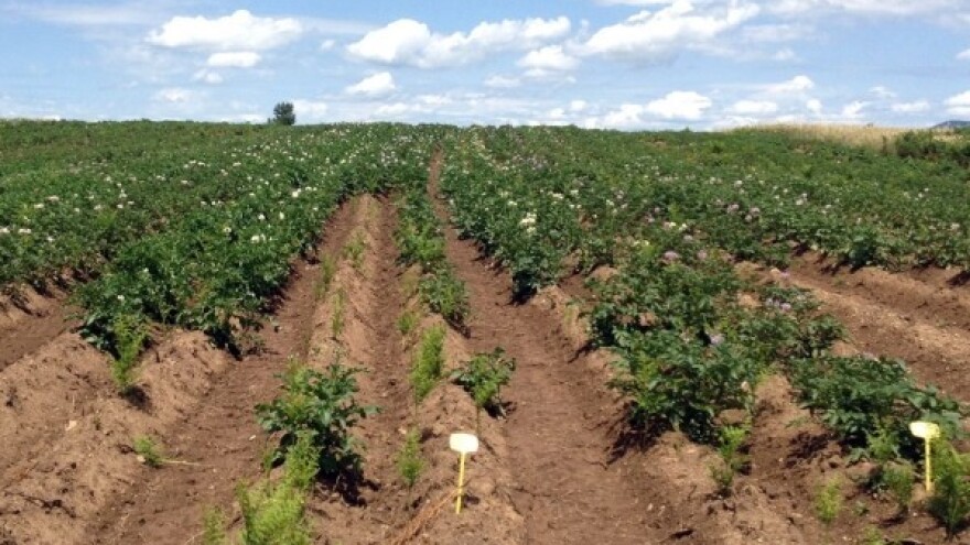 Zašto marka često nije i isplativa roba?