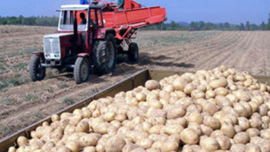 Lički krumpir s markicom i velikim slovom