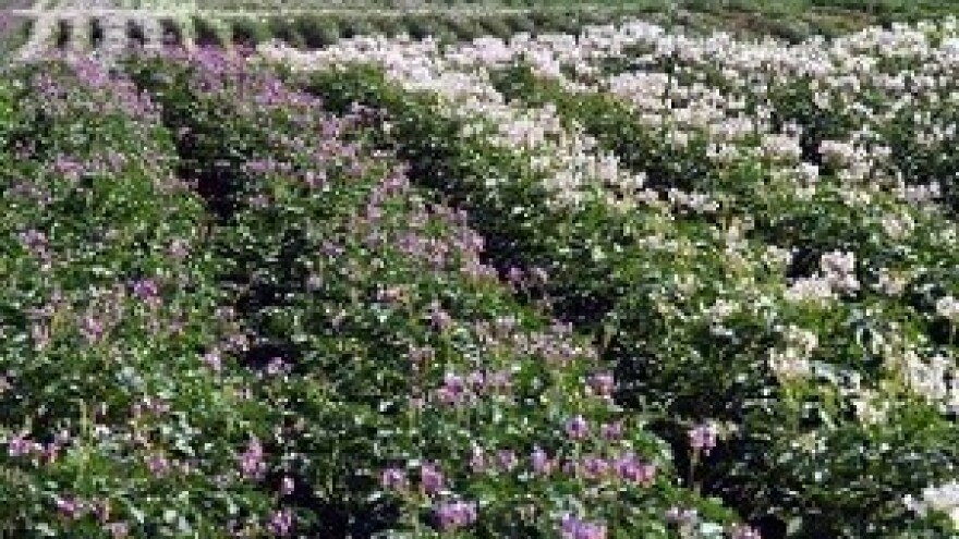 Ključ spasa za lički krumpir