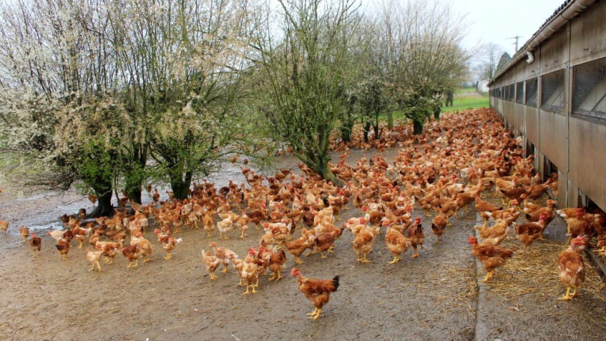 Pandemija uzrokovala i pad proizvodnje piletine: Ekološka ipak u porastu