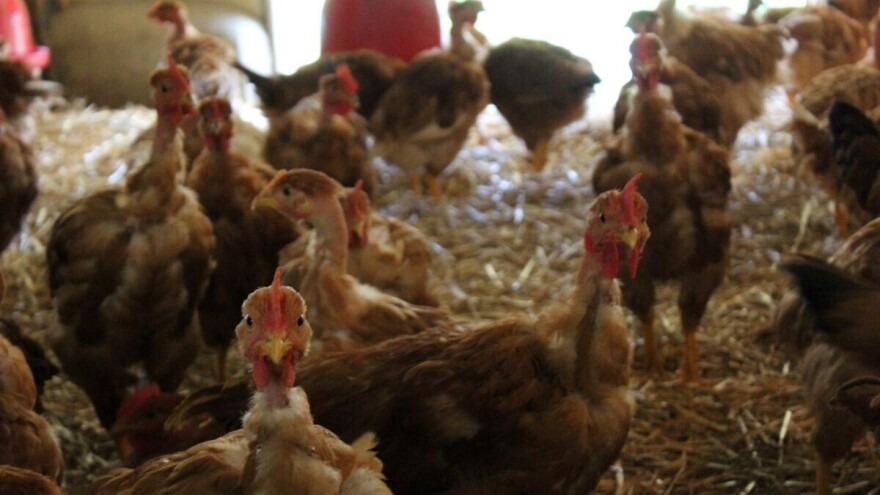 Živinarski sektor Republike Srpske zaboravljen od vlasti?