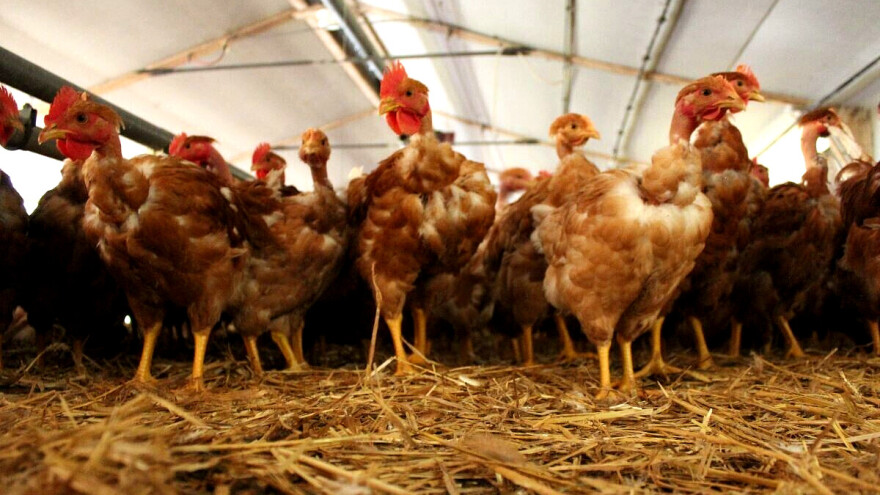 U Francuskoj razmatraju vakcinisanje živine protiv ptičjeg gripa