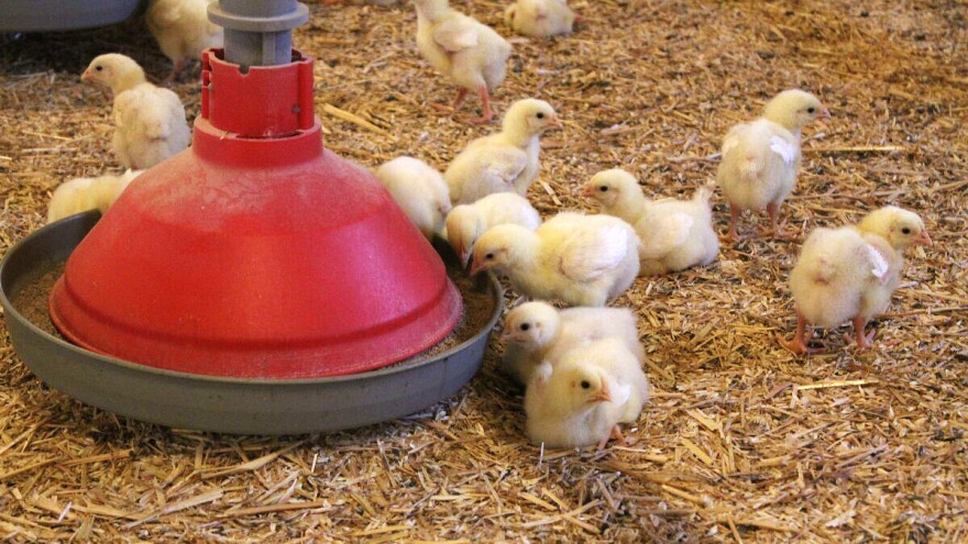 Meso brojlera hranjenih algama i ličinkama je ukusnije od onih koji su jeli soju?