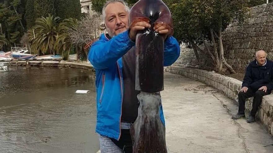 Šetao uz more, primijetio da mu se nešto događa oko barke pa ulovio lignjuna teškog 6,4 kg!