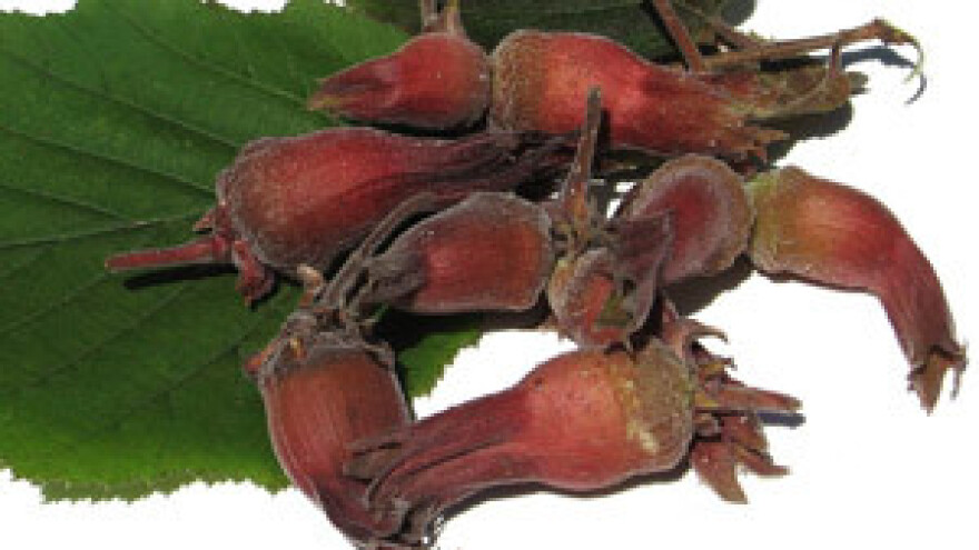 Jesenska zaštita breskve, lijeske i oraha