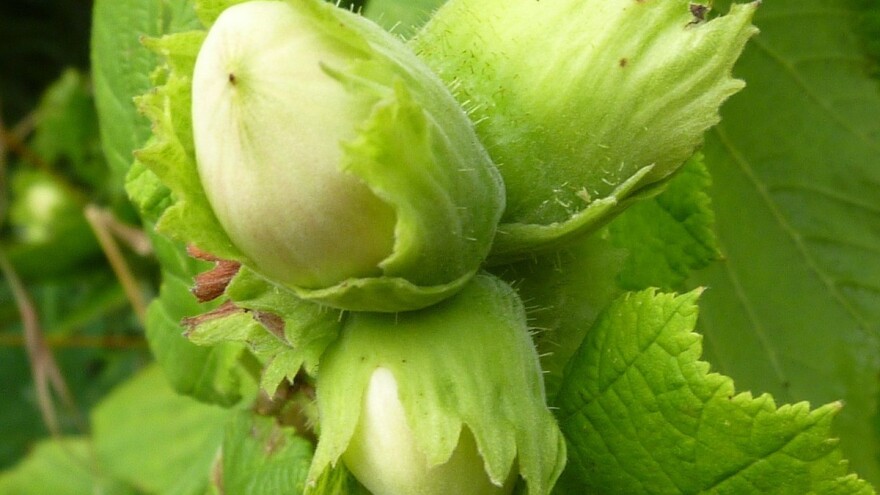 U novčane poticaje ulaze lijeska, malina, maslina i vinova loza