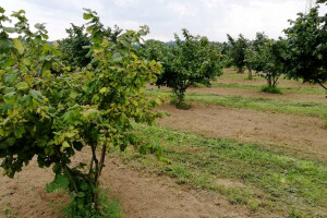 Nakon berbe obavite dezinfekciju nasada i kvalitetnu jesensku eko gnojidbu