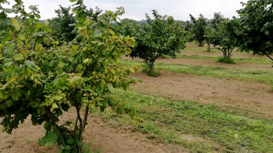 Nakon berbe obavite dezinfekciju nasada i kvalitetnu jesensku eko gnojidbu