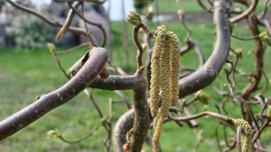 Prava rješenja u eko uzgoju lješnjaka i oraha