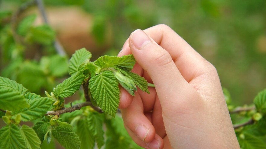 Moguća pojava štetnih gusjenica na lijeski!