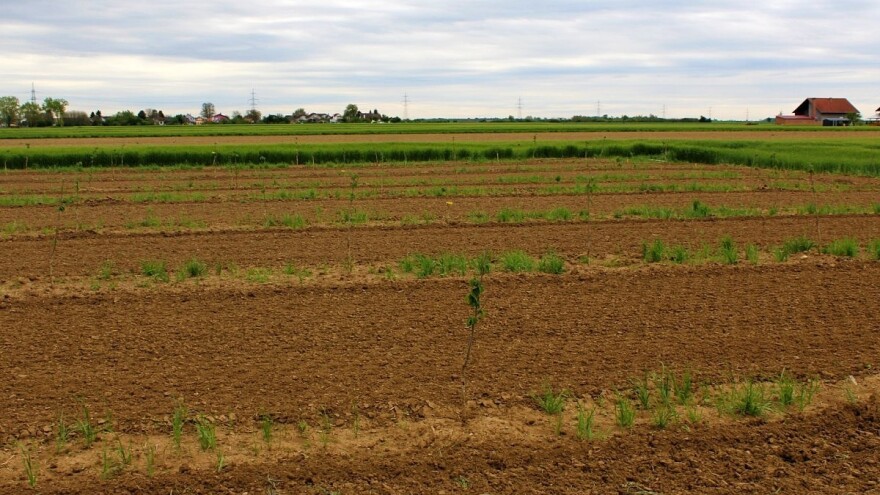 Poticaji za početnike: Koliko je sadnica dovoljno za ostvarivanje potpore?