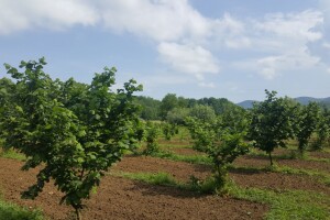 Njega lijeske uz pokaznu rezidbu i predavanje o ekološkoj proizvodnji