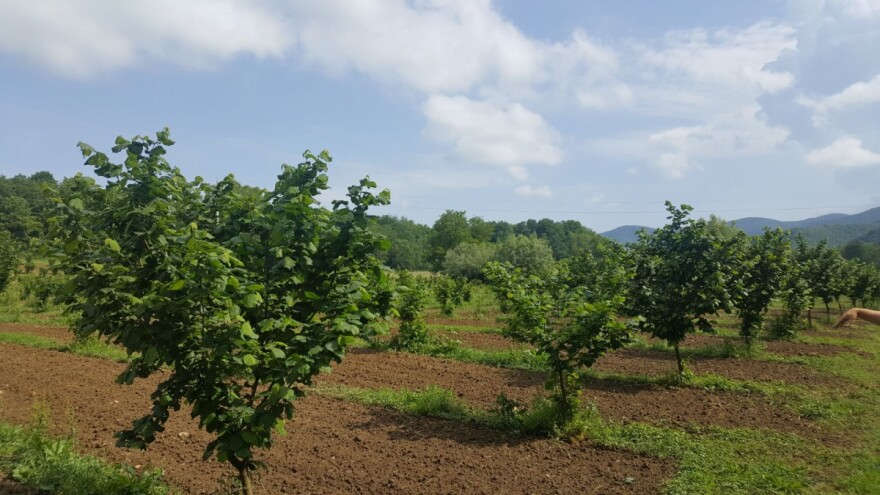 Njega lijeske uz pokaznu rezidbu i predavanje o ekološkoj proizvodnji