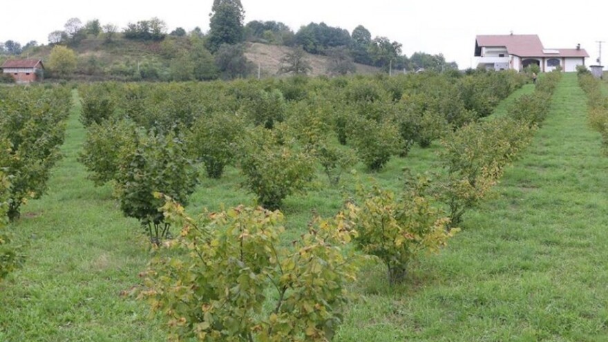 Predavanje o uzgoju lijeske