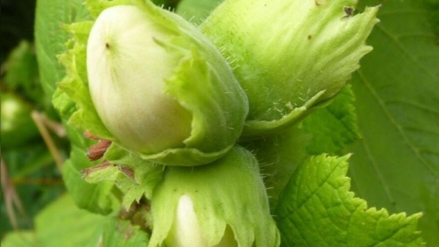 Leska i njene bolesti - kako ih sprečiti?