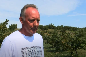 Konvencionalni uzgoj lijeske: Zdravku Vukoviću cilj je dobiti što veći prinos, a ne poticaje
