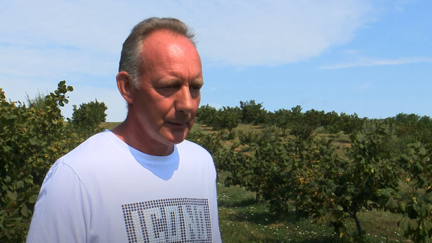 Konvencionalni uzgoj lijeske: Zdravku Vukoviću cilj je dobiti što veći prinos, a ne poticaje