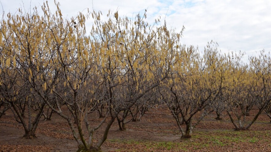 Siguran plasman i dobri prinosi popularizirali uzgoj lijeske?