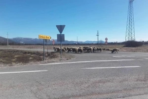 Strava u Lici: Usmrtili junicu i mladog bika pa ih polili benzinom i zapalili?!
