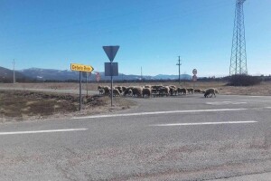 Strava u Lici: Usmrtili junicu i mladog bika pa ih polili benzinom i zapalili?!