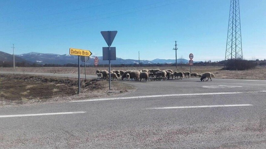 Strava u Lici: Usmrtili junicu i mladog bika pa ih polili benzinom i zapalili?!