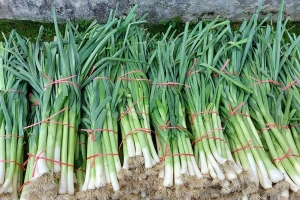 Redovno zagrtanje poriluka na nađubrenom tlu za visoke prinose