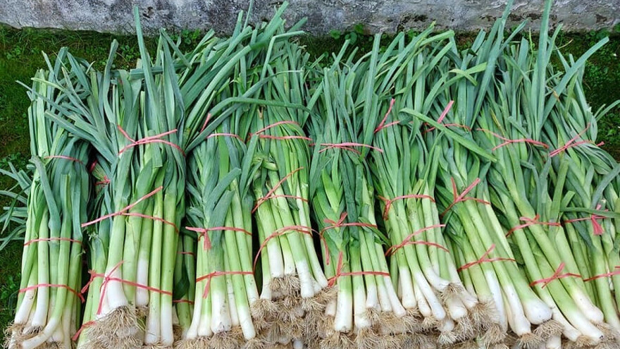 Redovno zagrtanje poriluka na nađubrenom tlu za visoke prinose