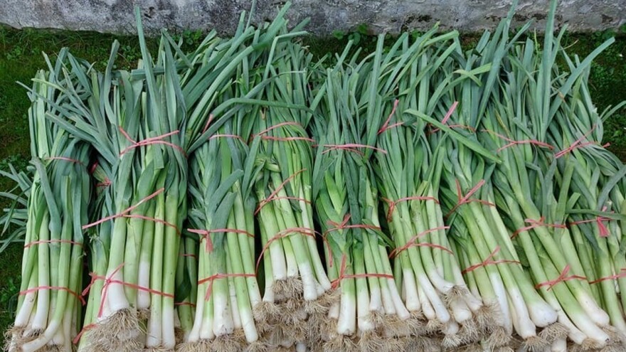 Za dobar rod praziluka važno redovno zagrtanje na dobro nađubrenom zemljištu