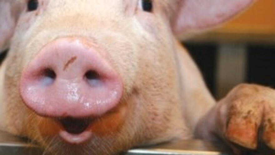 Za vrhunske rezultate u prihrani prasadi - Likra Superstart Early