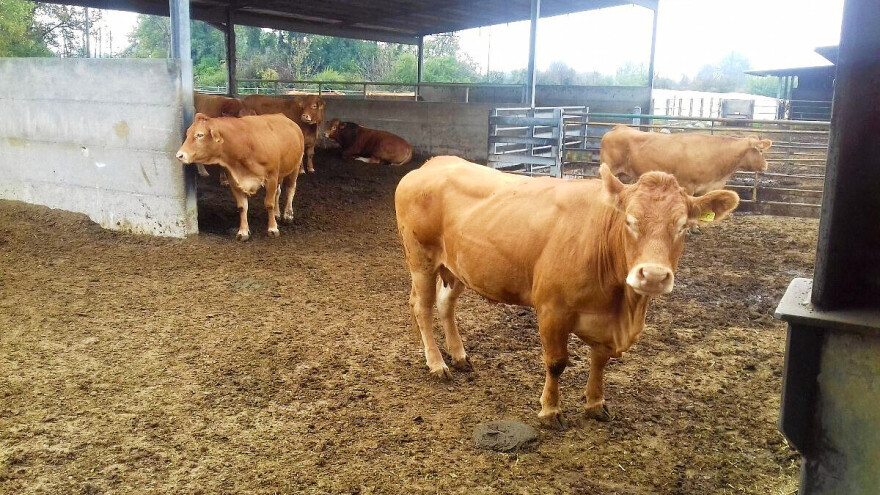 Doveli kravu na sajam - ona pobegla: Potraga još traje