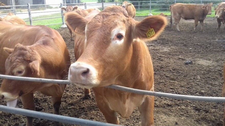 Braća Biancardi s limuzinkama postižu odlične financijske rezultate, ali i genetiku