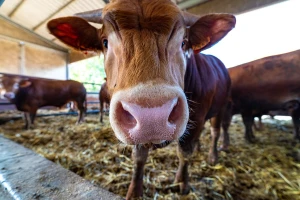Farmeri izlaze na ulice i granice? Traže zabranu uvoza junećeg mesa
