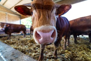 Farmeri izlaze na ulice i granice? Traže zabranu uvoza junećeg mesa