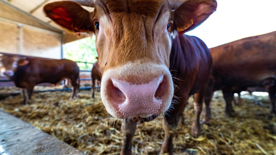 Farmeri izlaze na ulice i granice? Traže zabranu uvoza junećeg mesa