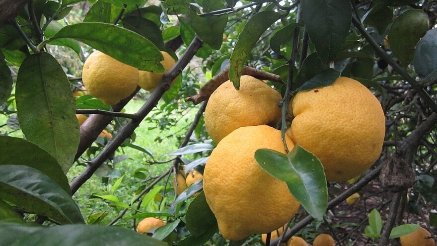 Limun i banane rastu u Šidu!