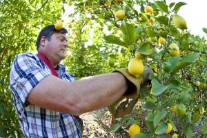 Proizvođači limuna u nevjerici - a domaći rod?