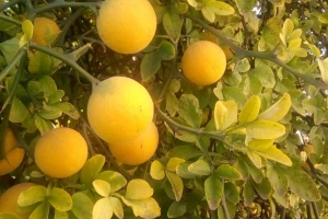 Grjepfrut vraćen u Tursku zbog nedozvoljene količine pesticida