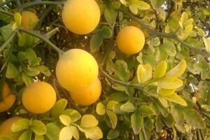 Grjepfrut vraćen u Tursku zbog nedozvoljene količine pesticida