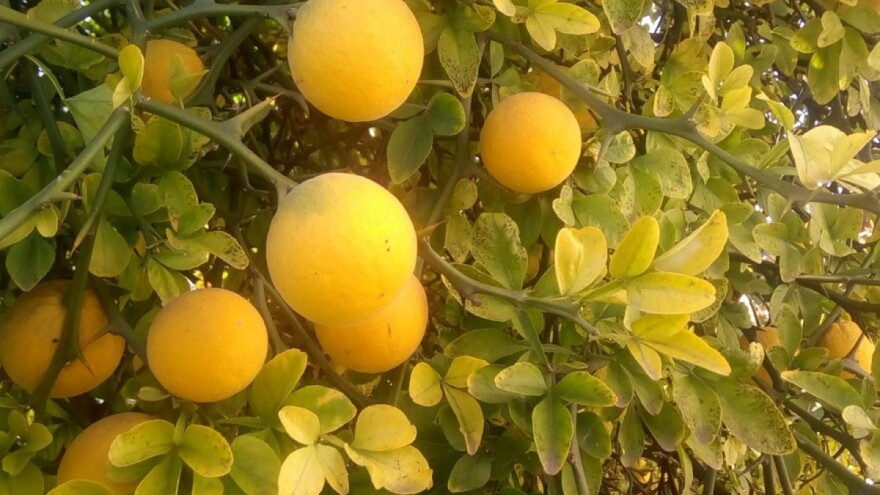 Grjepfrut vraćen u Tursku zbog nedozvoljene količine pesticida
