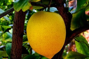 Rezidba limuna u posudi - kada je najbolje vrijeme?