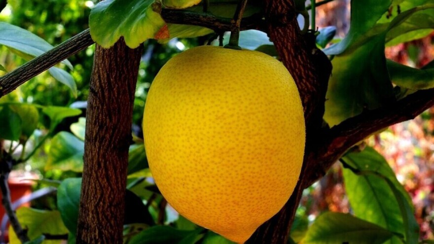 Rezidba limuna u posudi - kada je najbolje vrijeme?