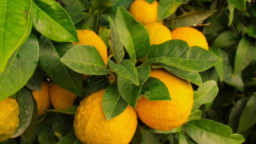 Turska limunom snabdeva i Evropu i Aziju