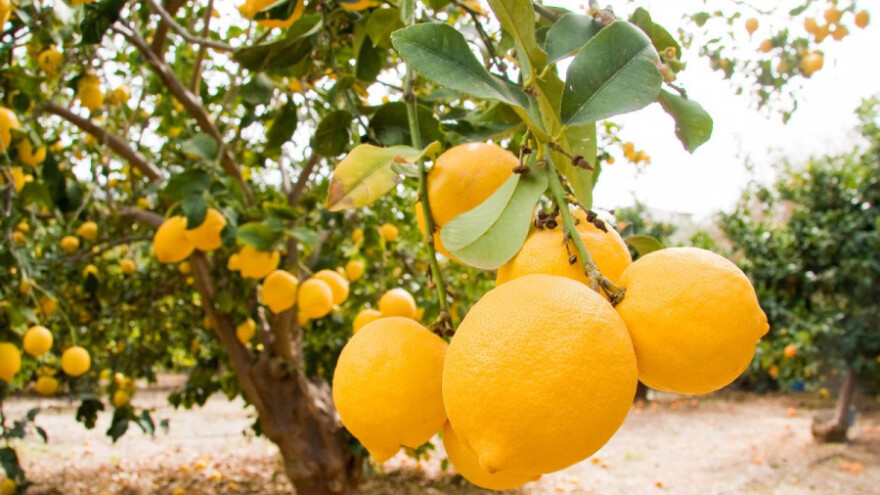 Limun u bescjenje zbog panike na tržištu