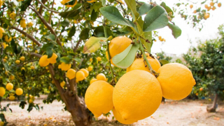 Limun u bescjenje zbog panike na tržištu