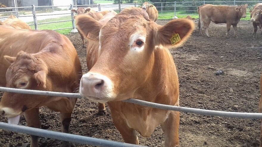 Braća Bjankardi sa limuzinkama postižu odlične finansijske rezultate, ali i genetiku