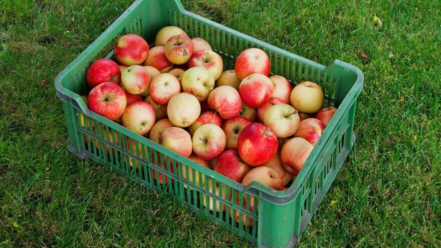 Linija voća ima hladnjaču kapaciteta 700 tona, suše 400 tona šljive, a planiraju prerađivati i ostalo voće