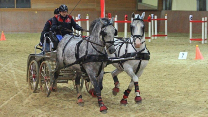 Kup Državne ergele Đakovo u vožnji zaprega