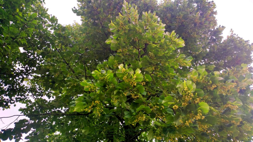 Lekovita i mirisna lipa pomaže kod mnogih zdravstvenih tegoba