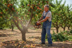 Lipanj u znaku uništavanja voćnjaka i cijena
